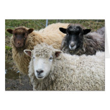 O We Like Sheep Greeting Card