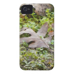 Oak Leaf and Chickweed iPhone 4 Cases