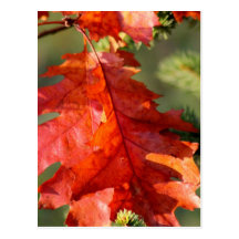 Oak Leaf Postcard