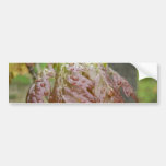 Oak Leaves Bumper Sticker