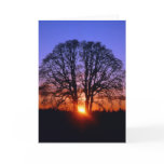 Oak tree at sunset greeting card