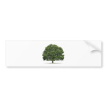 Oak Tree Bumper Stickers
