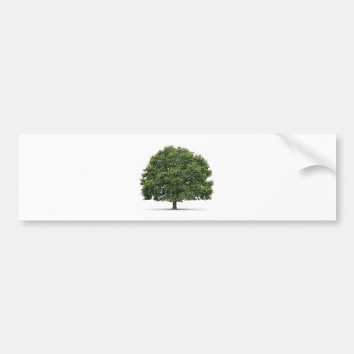 Oak Tree Bumper Stickers