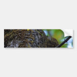 Oak Tree Bumper Stickers