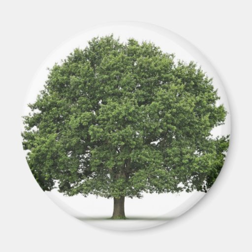 Oak Tree Fridge Magnet