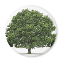 Oak Tree Fridge Magnet