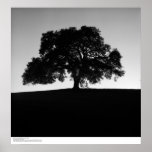 Oak Tree near Santa Cruz, January, 1963 Poster