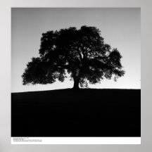 Oak Tree near Santa Cruz, January, 1963 Poster