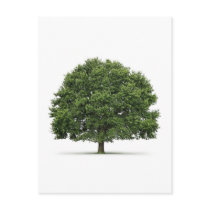 Oak Tree Postcard