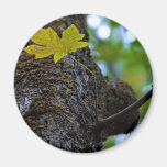 Oak Tree Refrigerator Magnet
