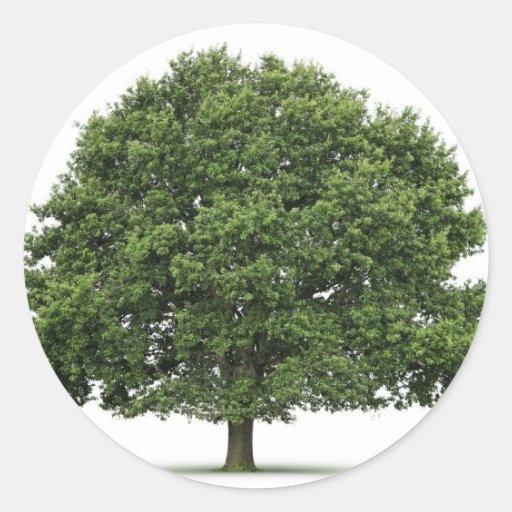 Oak Tree Round Sticker Zazzle