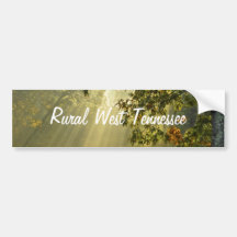 Oak Tree with Morning Sunbeams Bumper Stickers
