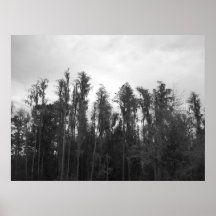 Oak Tree's 3 Poster