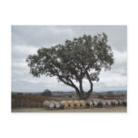 Oak with Wine Barrels, Doce Robles Postcards
