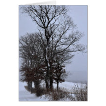 Oaks on the Lane Greeting Cards