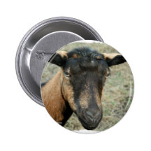 Oberhasli brown goat head shot in colour pin