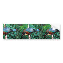 Occelated Turkey Bumper Sticker