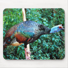 Occelated Turkey Mousepad