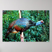 Occelated Turkey Poster