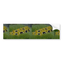 Occilated nudibranch feeding on sea grass bumper stickers