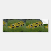 Occilated nudibranch feeding on sea grass bumper stickers
