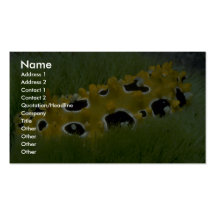 Occilated nudibranch feeding on sea grass business card template