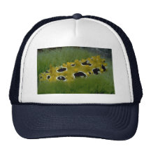 Occilated nudibranch feeding on sea grass hat