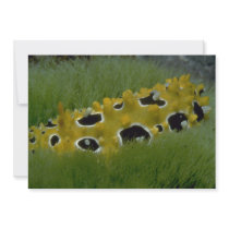 Occilated nudibranch feeding on sea grass invites