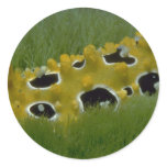 Occilated nudibranch feeding on sea grass round sticker