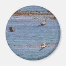 Ocean Birds Seagulls Seaweed Fridge Magnet