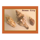 Ocean City Shells Postcard