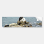 Ocean Seals Bumper Sticker