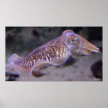 Ocean Splendour HD Poster - Squid