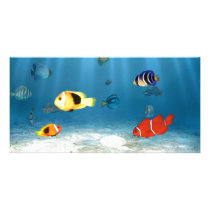 Oceans of Fish