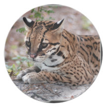 Ocelot 01 11x11 party plates