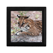 Ocelot 01 9x9 keepsake box