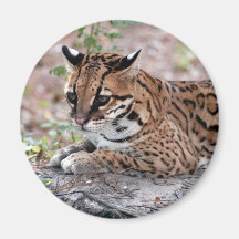 Ocelot 01 9x9 magnets
