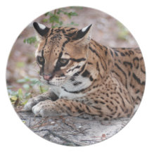 Ocelot 01 9x9 dinner plate