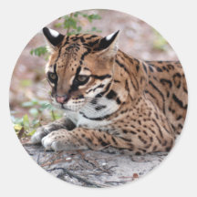 Ocelot 01 9x9 round sticker