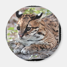 Ocelot 02 11x11 refrigerator magnet