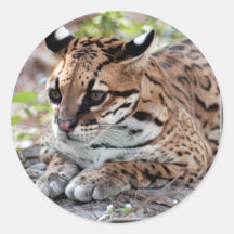 Ocelot 02 11x11 sticker