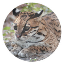 Ocelot 02 9x9 party plates