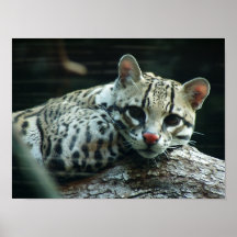 Ocelot at Seattle Zoo - Print