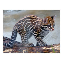 ocelot baby4x6 postcard