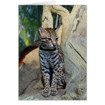 Ocelot Card