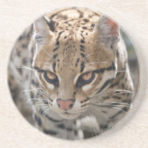 Ocelot Coaster