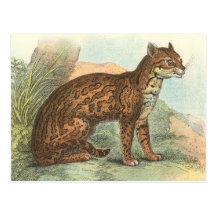 Ocelot Postcards