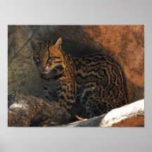 Ocelot Posters