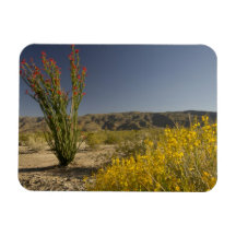 Ocotillo and desert senna vinyl magnet