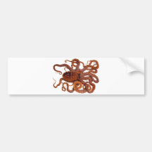 Octopus Macropus Atlantic White Spotted Octopus Bumper Sticker